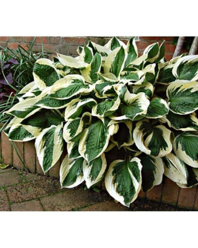 Хоста гібридна Патріот | Хоста гибридная Патриот | Hosta hybrida Patriot