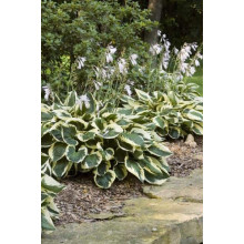 Хоста гібридна Патріот | Хоста гибридная Патриот | Hosta hybrida Patriot