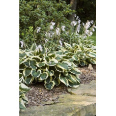 Хоста гібридна Патріот | Хоста гибридная Патриот | Hosta hybrida Patriot
