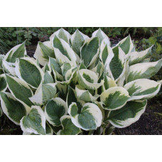 Хоста гібридна Патріот | Хоста гибридная Патриот | Hosta hybrida Patriot