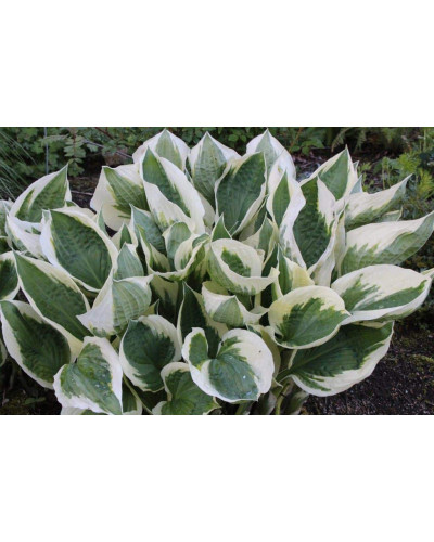 Хоста гібридна Патріот | Хоста гибридная Патриот | Hosta hybrida Patriot