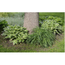Хоста гібридна Патріот | Хоста гибридная Патриот | Hosta hybrida Patriot
