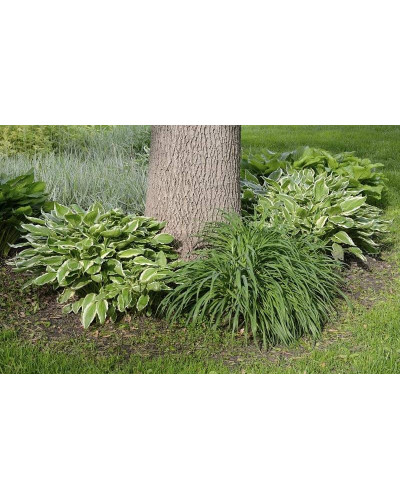 Хоста гібридна Патріот | Хоста гибридная Патриот | Hosta hybrida Patriot
