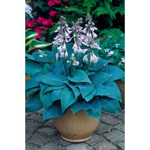 Хоста гібридна Хальціон | Хоста гибридная Халцион | Hosta hybrida Halcyon