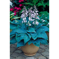 Хоста гібридна Хальціон | Хоста гибридная Халцион | Hosta hybrida Halcyon
