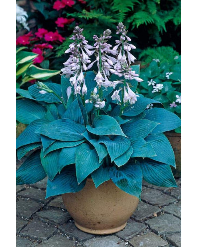 Хоста гібридна Хальціон | Хоста гибридная Халцион | Hosta hybrida Halcyon