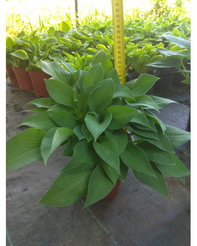 Хоста гібридна Хальціон | Хоста гибридная Халцион | Hosta hybrida Halcyon