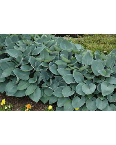 Хоста гібридна Хальціон | Хоста гибридная Халцион | Hosta hybrida Halcyon