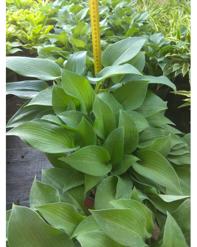 Хоста гібридна Хальціон | Хоста гибридная Халцион | Hosta hybrida Halcyon