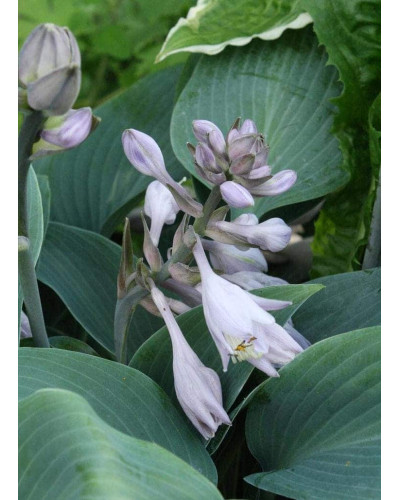 Хоста гібридна Хальціон | Хоста гибридная Халцион | Hosta hybrida Halcyon