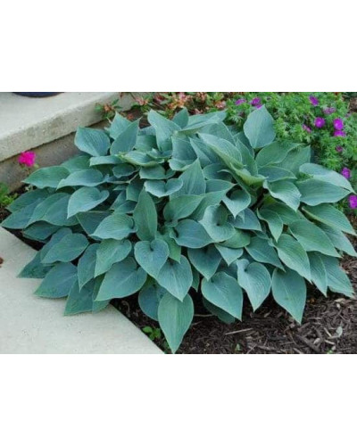 Хоста гібридна Хальціон | Хоста гибридная Халцион | Hosta hybrida Halcyon