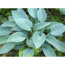 Хоста гібридна Хальціон | Хоста гибридная Халцион | Hosta hybrida Halcyon