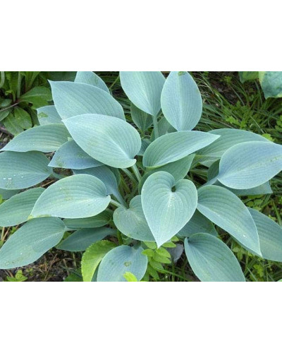 Хоста гібридна Хальціон | Хоста гибридная Халцион | Hosta hybrida Halcyon