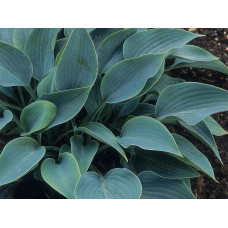 Хоста гібридна Хальціон | Хоста гибридная Халцион | Hosta hybrida Halcyon