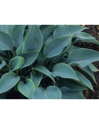Хоста гібридна Хальціон | Хоста гибридная Халцион | Hosta hybrida Halcyon