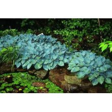 Хоста гібридна Хальціон | Хоста гибридная Халцион | Hosta hybrida Halcyon