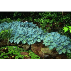 Хоста гібридна Хальціон | Хоста гибридная Халцион | Hosta hybrida Halcyon