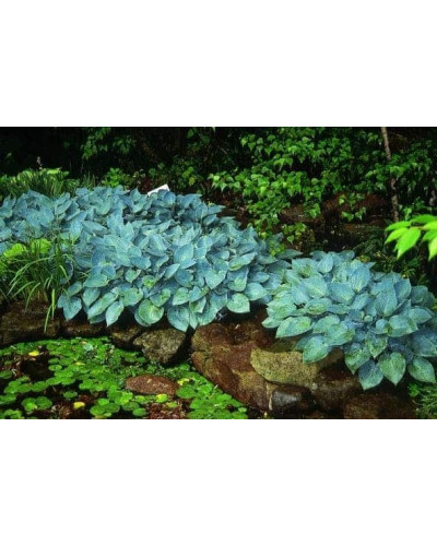 Хоста гібридна Хальціон | Хоста гибридная Халцион | Hosta hybrida Halcyon