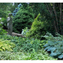 Хоста гібридна Хальціон | Хоста гибридная Халцион | Hosta hybrida Halcyon