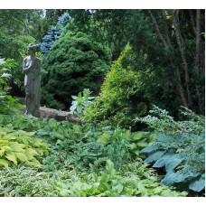 Хоста гібридна Хальціон | Хоста гибридная Халцион | Hosta hybrida Halcyon