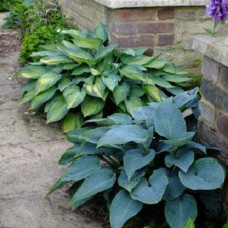 Хоста гібридна Хальціон | Хоста гибридная Халцион | Hosta hybrida Halcyon
