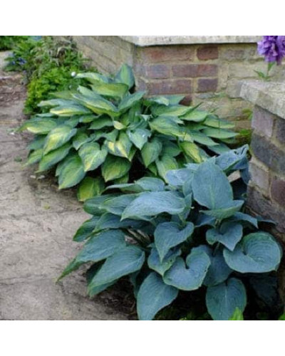 Хоста гібридна Хальціон | Хоста гибридная Халцион | Hosta hybrida Halcyon