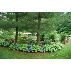 Хоста гібридна Хальціон | Хоста гибридная Халцион | Hosta hybrida Halcyon