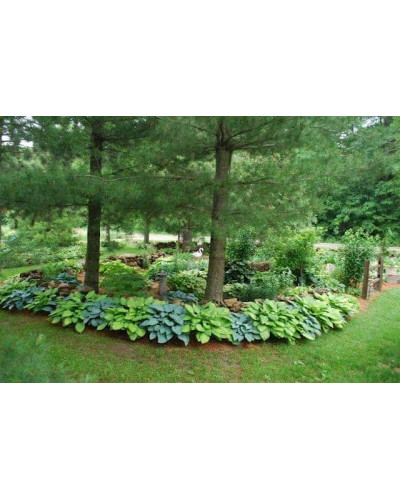 Хоста гібридна Хальціон | Хоста гибридная Халцион | Hosta hybrida Halcyon