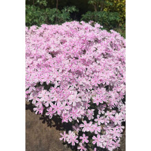 Флокс шилоподібний Кенді Страйпс | Phlox subulata Candy Stripes | Флокс шиловидный Кенди Страйпс