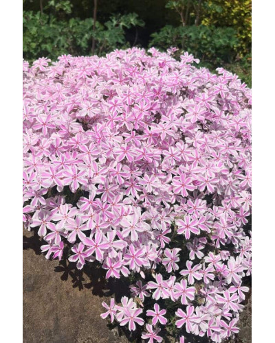 Флокс шилоподібний Кенді Страйпс | Phlox subulata Candy Stripes | Флокс шиловидный Кенди Страйпс