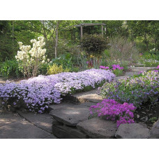 Флокс шилоподібний Кенді Страйпс | Phlox subulata Candy Stripes | Флокс шиловидный Кенди Страйпс