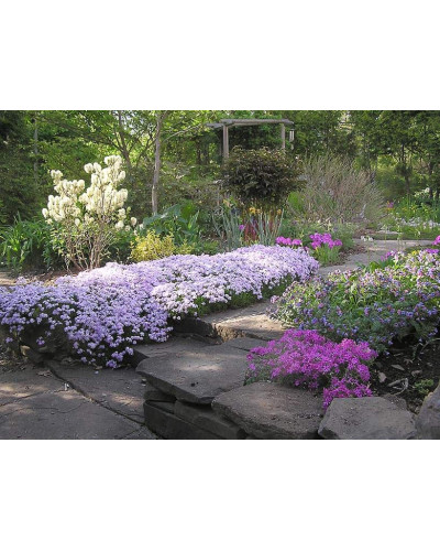 Флокс шилоподібний Кенді Страйпс | Phlox subulata Candy Stripes | Флокс шиловидный Кенди Страйпс