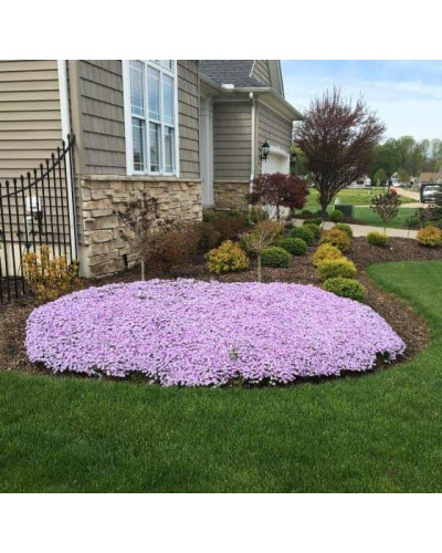 Флокс шилоподібний Кенді Страйпс | Phlox subulata Candy Stripes | Флокс шиловидный Кенди Страйпс