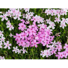 Флокс шилоподібний Кенді Страйпс | Phlox subulata Candy Stripes | Флокс шиловидный Кенди Страйпс