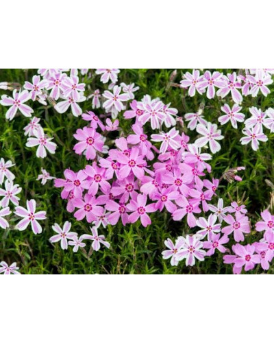 Флокс шилоподібний Кенді Страйпс | Phlox subulata Candy Stripes | Флокс шиловидный Кенди Страйпс