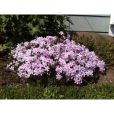 Флокс шилоподібний Кенді Страйпс | Phlox subulata Candy Stripes | Флокс шиловидный Кенди Страйпс