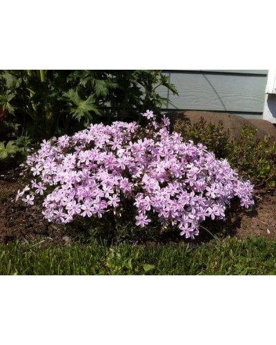 Флокс шилоподібний Кенді Страйпс | Phlox subulata Candy Stripes | Флокс шиловидный Кенди Страйпс