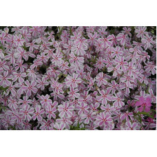 Флокс шилоподібний Кенді Страйпс | Phlox subulata Candy Stripes | Флокс шиловидный Кенди Страйпс