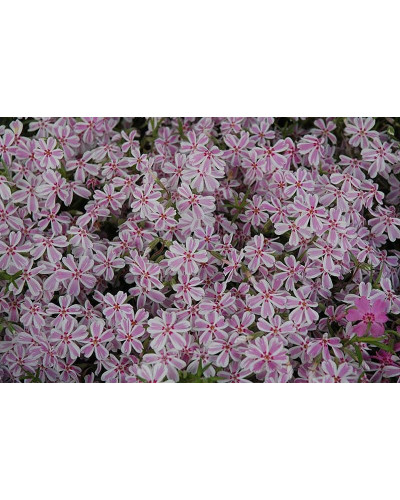 Флокс шилоподібний Кенді Страйпс | Phlox subulata Candy Stripes | Флокс шиловидный Кенди Страйпс