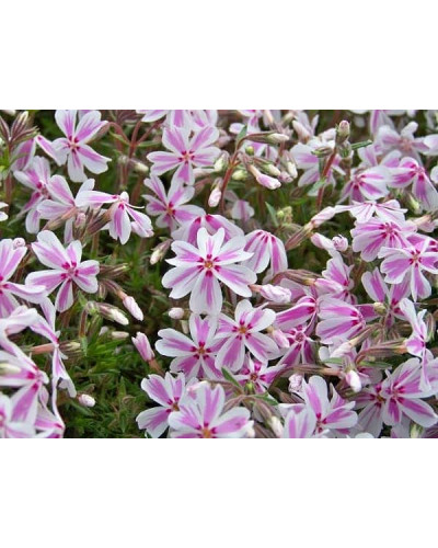 Флокс шилоподібний Кенді Страйпс | Phlox subulata Candy Stripes | Флокс шиловидный Кенди Страйпс