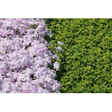 Флокс шилоподібний Кенді Страйпс | Phlox subulata Candy Stripes | Флокс шиловидный Кенди Страйпс