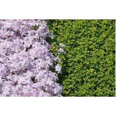 Флокс шилоподібний Кенді Страйпс | Phlox subulata Candy Stripes | Флокс шиловидный Кенди Страйпс