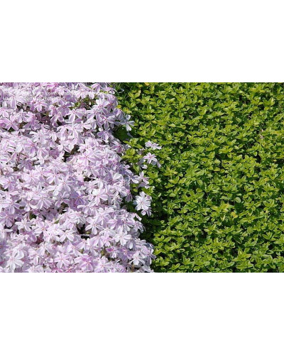 Флокс шилоподібний Кенді Страйпс | Phlox subulata Candy Stripes | Флокс шиловидный Кенди Страйпс