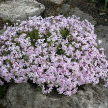 Флокс шилоподібний Кенді Страйпс | Phlox subulata Candy Stripes | Флокс шиловидный Кенди Страйпс