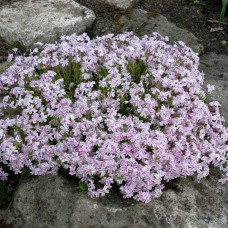 Флокс шилоподібний Кенді Страйпс | Phlox subulata Candy Stripes | Флокс шиловидный Кенди Страйпс