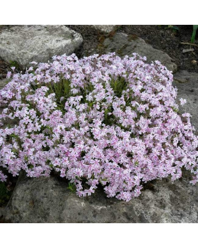 Флокс шилоподібний Кенді Страйпс | Phlox subulata Candy Stripes | Флокс шиловидный Кенди Страйпс