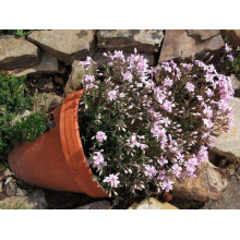 Флокс шилоподібний Кенді Страйпс | Phlox subulata Candy Stripes | Флокс шиловидный Кенди Страйпс