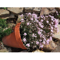 Флокс шилоподібний Кенді Страйпс | Phlox subulata Candy Stripes | Флокс шиловидный Кенди Страйпс