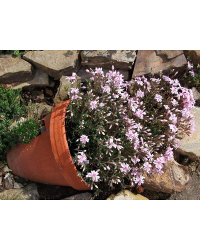 Флокс шилоподібний Кенді Страйпс | Phlox subulata Candy Stripes | Флокс шиловидный Кенди Страйпс