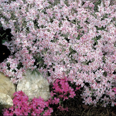 Флокс шилоподібний Кенді Страйпс | Phlox subulata Candy Stripes | Флокс шиловидный Кенди Страйпс